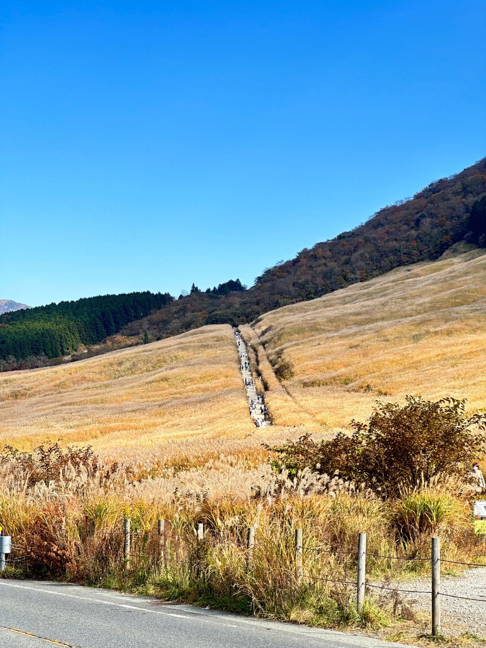 Sengokuhara Susuki Sogen, tempat wisata musim gugur di Kota Hakone, Prefektur Kanagawa, Jepang. (MEQQE BOOK/IKA-CHAN)