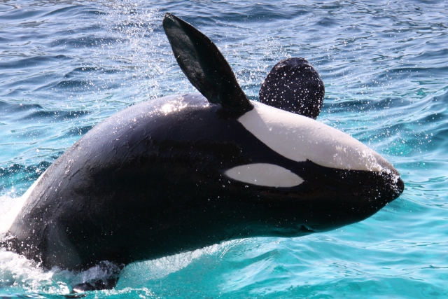 Paus orca di Kamogawa Sea World, Prefektur Chiba, Jepang. (KARAKSA MEDIA PARTNER)