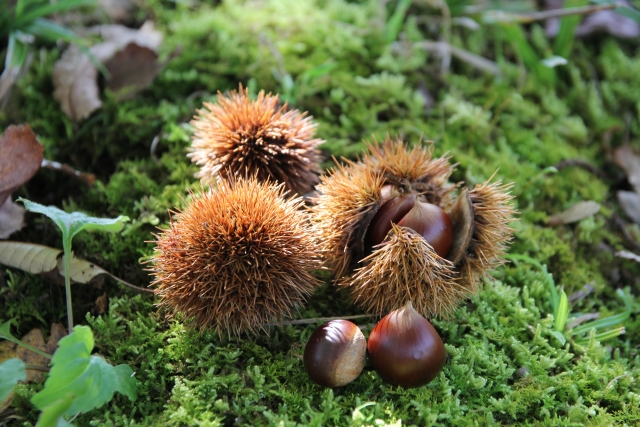 Kastanye atau chestnut, kacang yang melimpah saat musim gugur di Jepang.