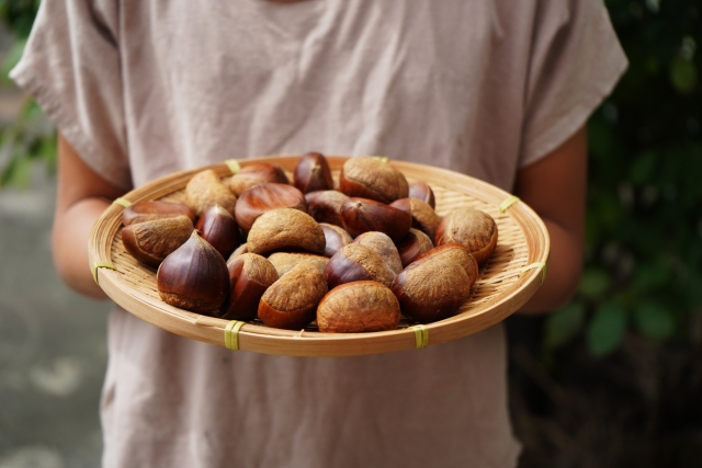 Chestnut atau kastanye melimpah selama musim gugur di Jepang.