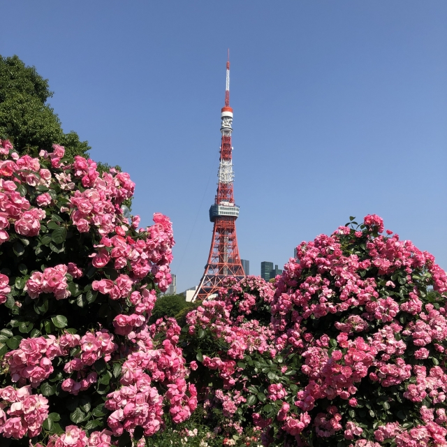 Tokyo Tower, bangunan ikonik di Tokyo, Jepang.