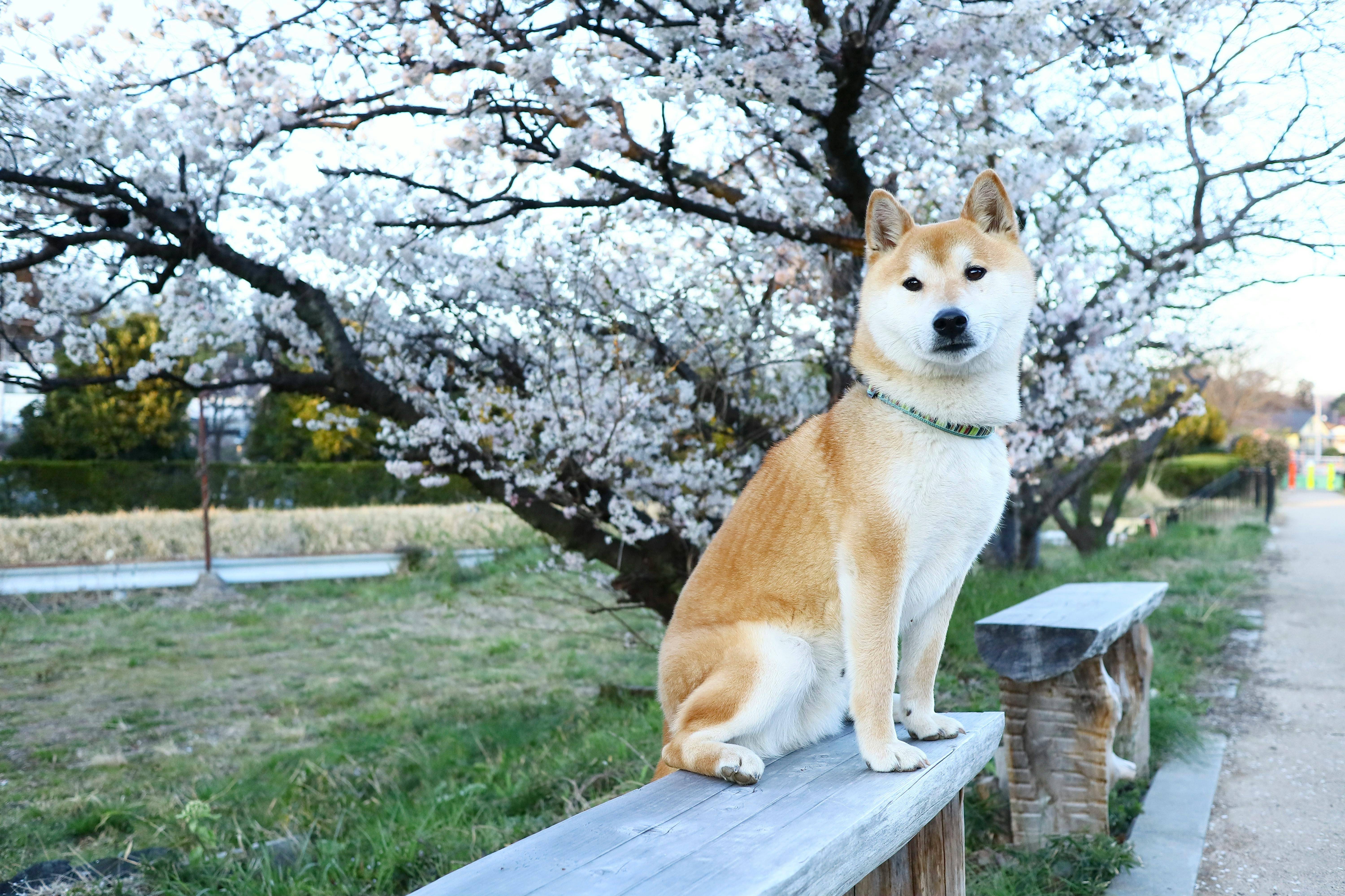 ILUSTRASI - Shiba Inu