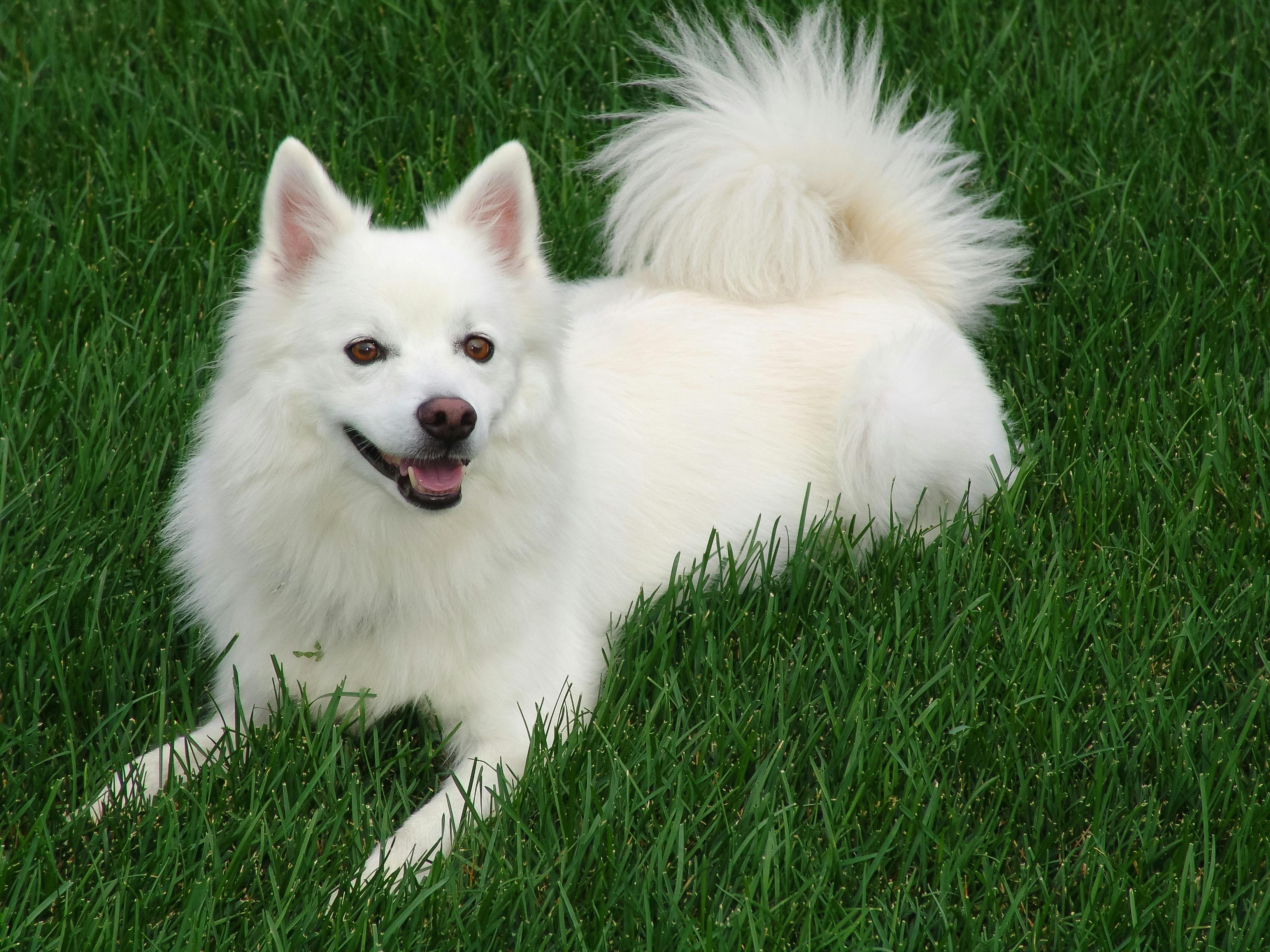 Ilustrasi - Japanese spitz 