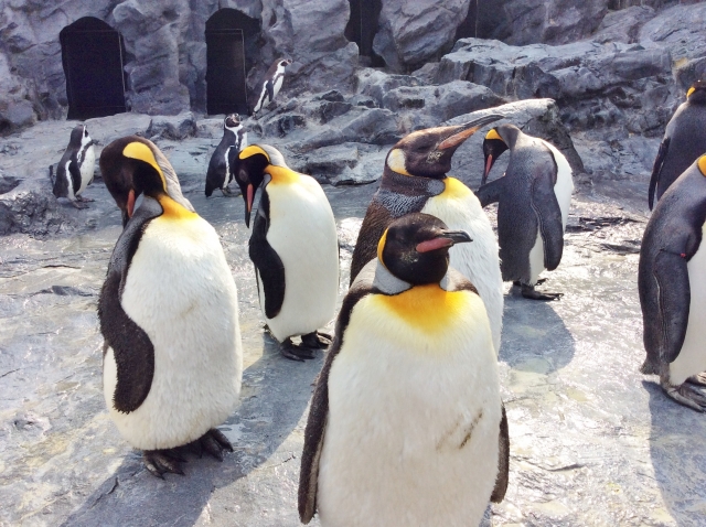 Sekumpulan penguin di Kebun Binatang Asahiyama,Hokkaido, Jepang.