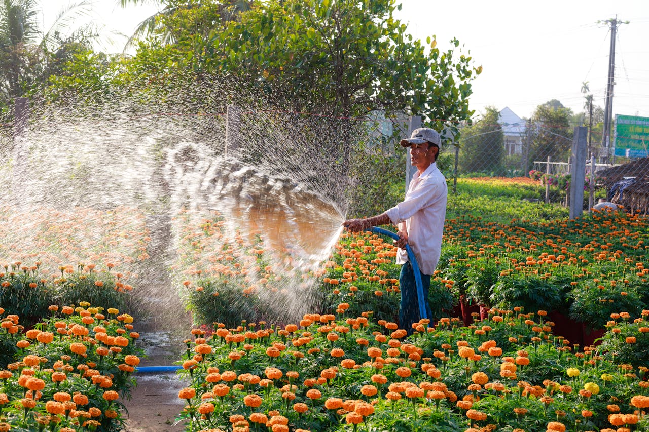 Ilustrasi orang tua sedang menyirami kebun bunga. 