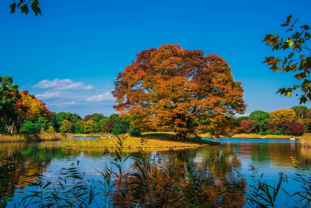 Dedaunan musim gugur di Tokyo Showa Memorial Park, Jepang.