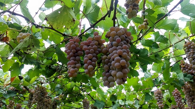 Prefektur Yamanashi merupakan penghasil anggur dan wine kualitas terbaik di Jepang.