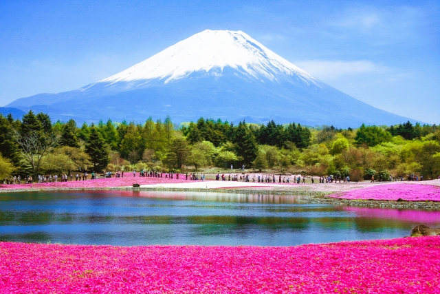 Festival Fuji Shibazakura diadakan di Gunung Fuji saat musim semi untuk melihat bunga phlox merah muda mekar.