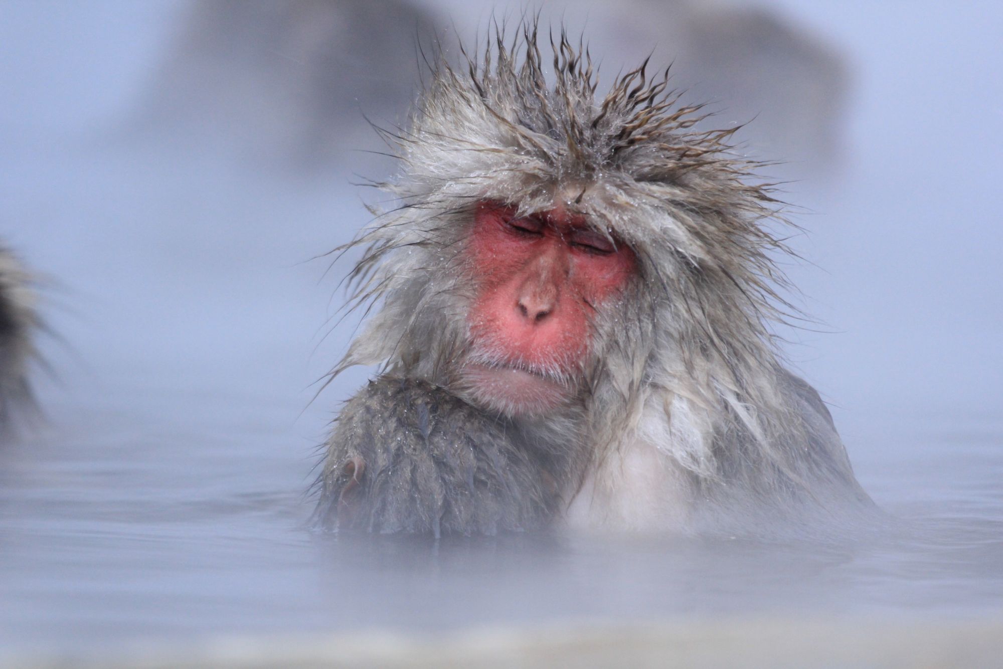 Monyet salju sedang berendam air panas di Jigokudani Monkey Park, Prefektur Nagano, Jepang.