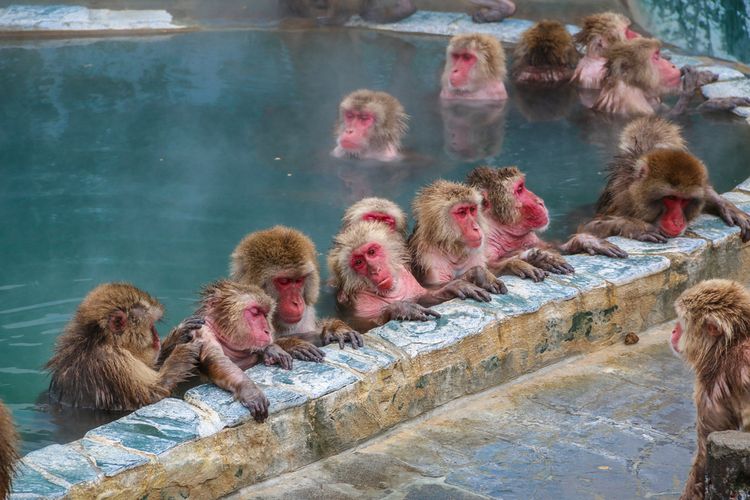 Monyet macaque Jepang (makaka) sedang berendam di pemandian air panas di Jigokudani Monkey Forest, Prefektur Nagano, Jepang.