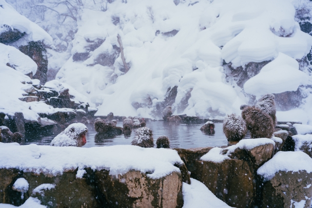 Pemandian air panas tempat monyet salju berendam di Jigokudani Monkey Park, Prefektur Nagano, Jepang.