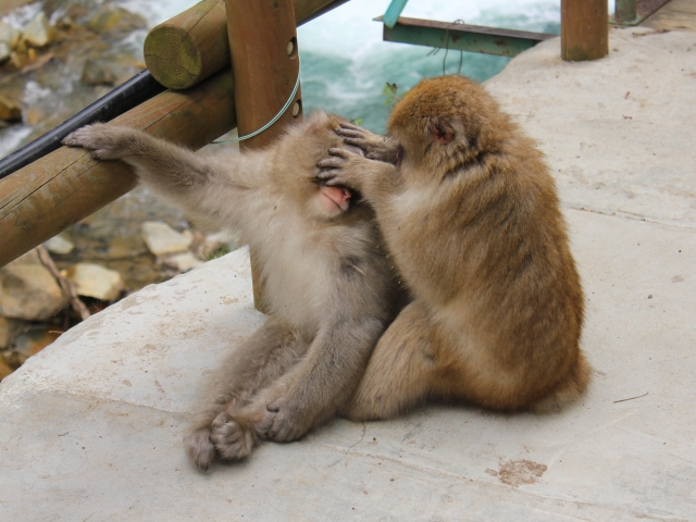 Interaksi anak monyet makaka di Jigokudani Monkey Park, Prefektur Nagano, Jepang. 