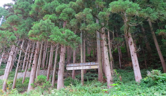 Gunung tempat monyet bersarang di Jigokudani Monkey Park, Prefektur Nagano, Jepang. 