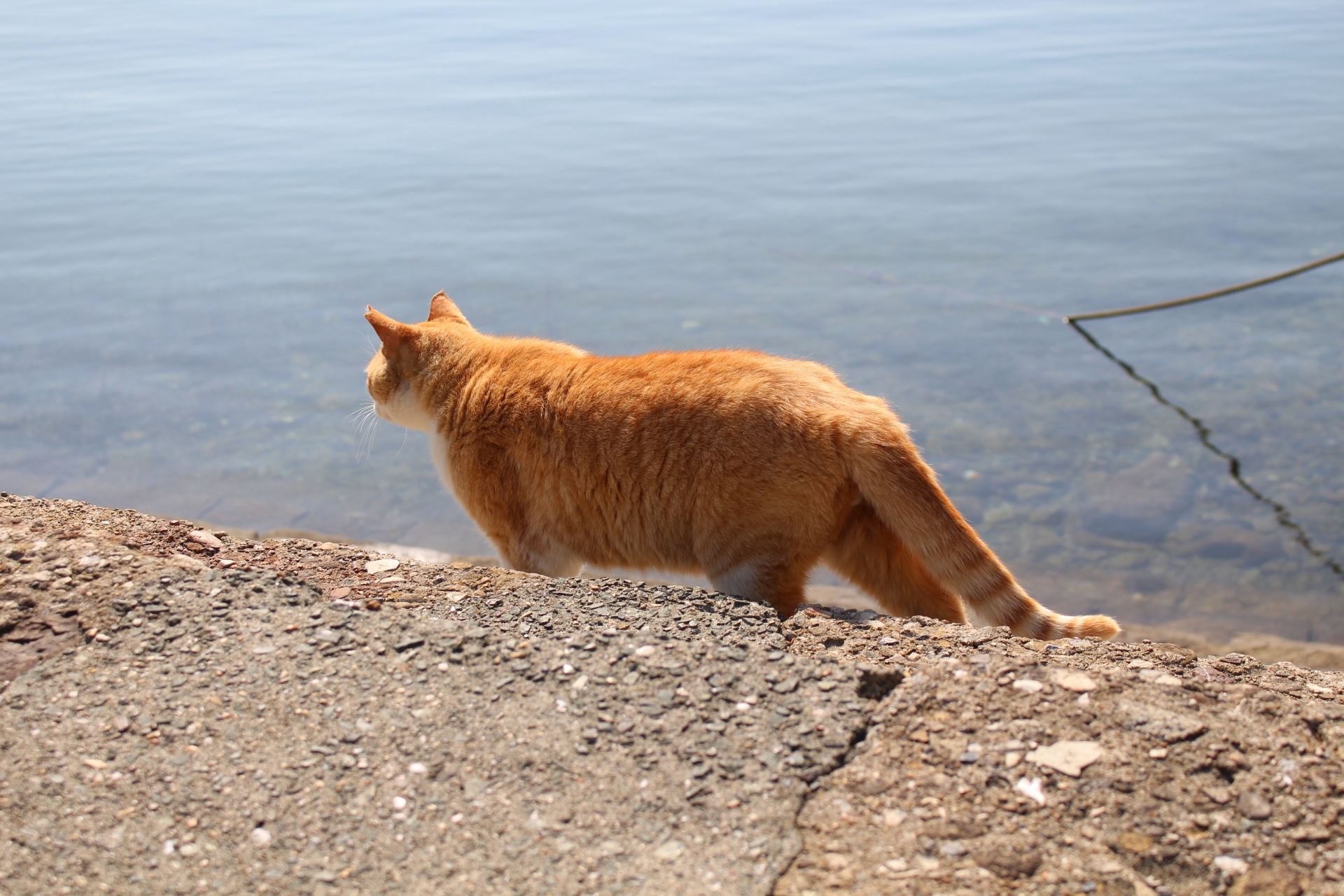 Seekor kucing oren melihat laut di Pulau Aoshima, Prefektur Ehime, Jepang.