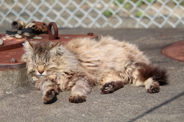 Kucing lucu sedang tidur di jalanan Pulau Aoshima, Prefektur Ehime, Jepang.