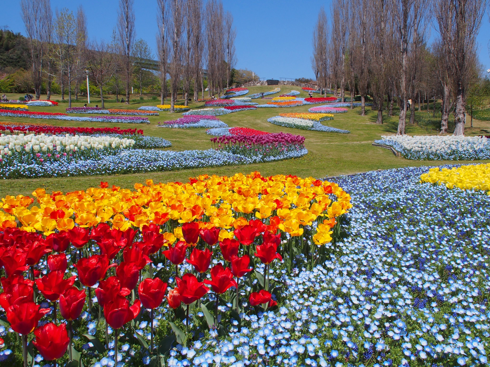 Taman bunga tulip di Pulau Awaji, Prefektur Hyogo, Jepang.