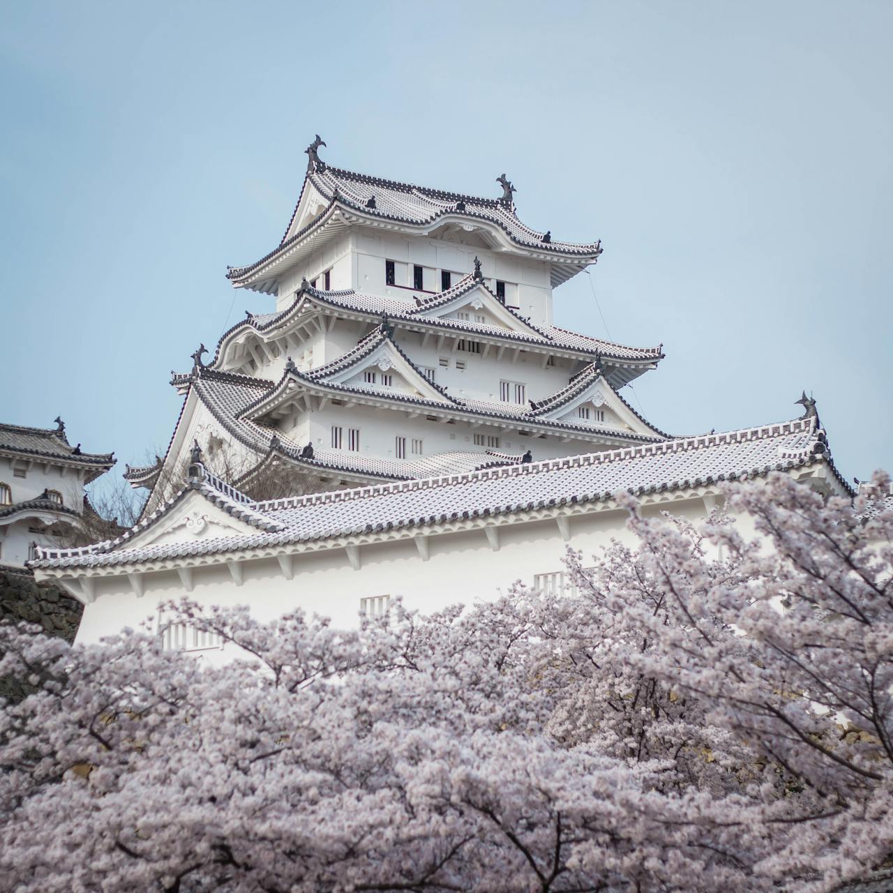 Kastil Himeji saat musim sakura di Prefektur Hyogo, Jepang.