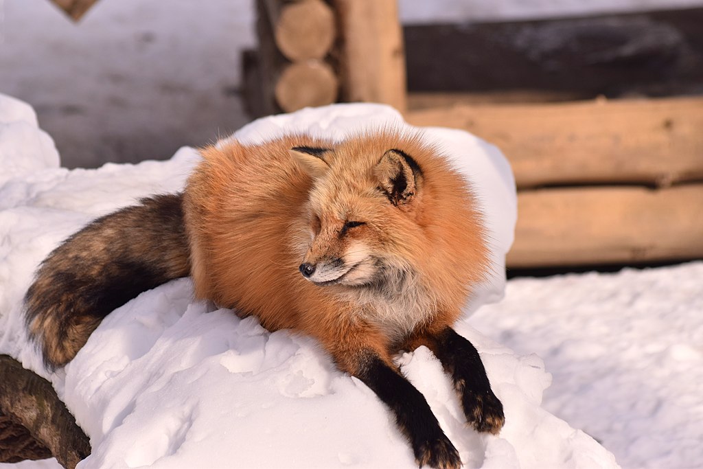 Rubah sedang bersantai di atas tumpukan salju di Zao Fox Village, Prefektur Miyagi, Jepang.