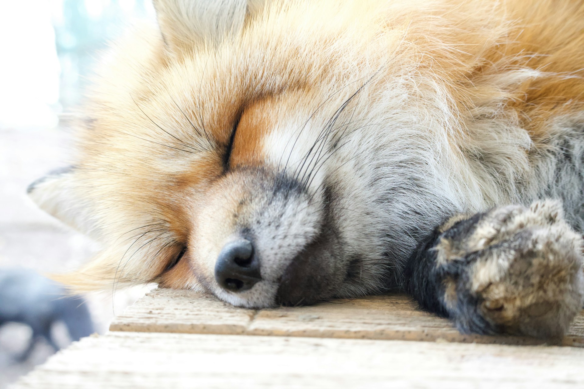 Rubah tidur di Zao Fox Village, Prefektur Miyagi, Jepang.