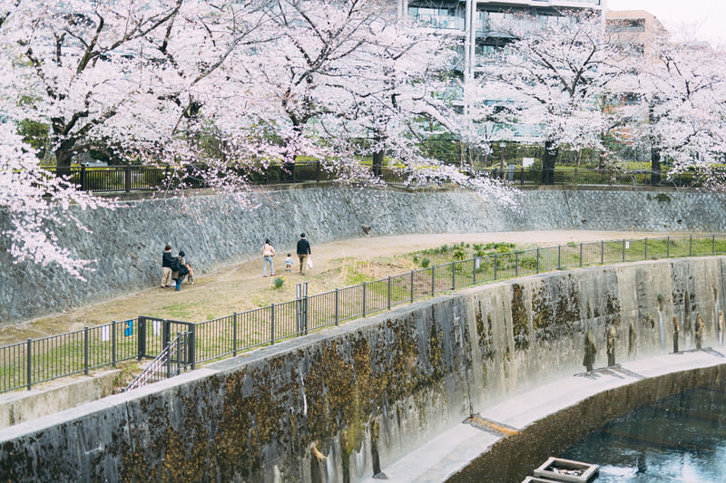 Taman bunga sakura di Tokyo, Jepang.