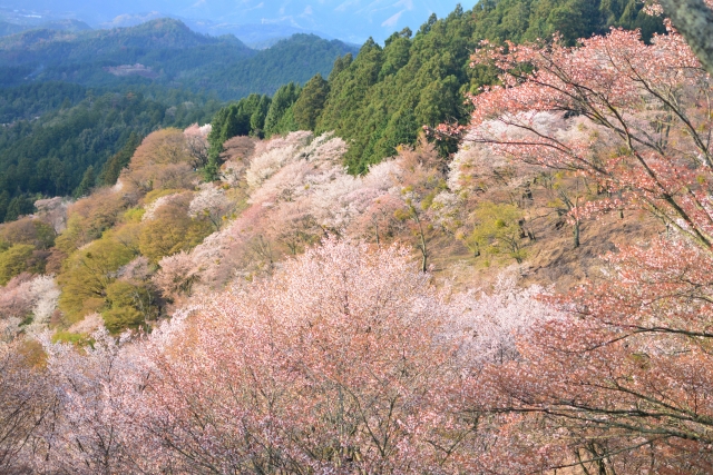 Gunung Yoshino adalah tempat terbaik untuk melihat bunga sakura di Prefektur Nara, Jepang.