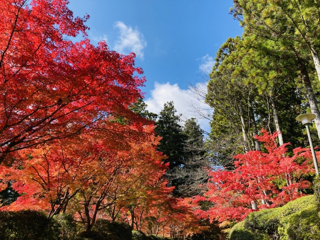 Tempat wisata wajib di Prefektur Wakayama, Jepang: Gunung Koya (Koya-san).