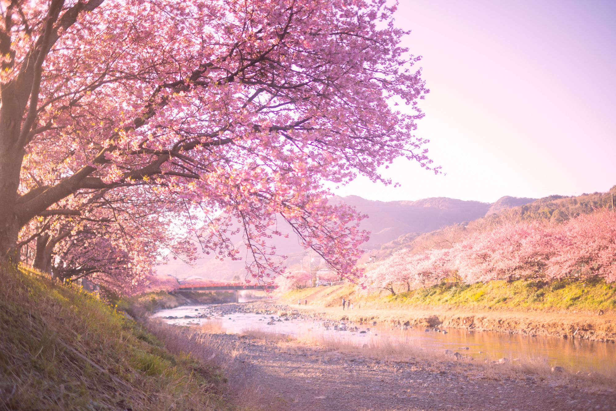 Bunga sakura di Kawazu, Prefektur Shizuoka, mekar pada awal Februari sampai awal Maret.