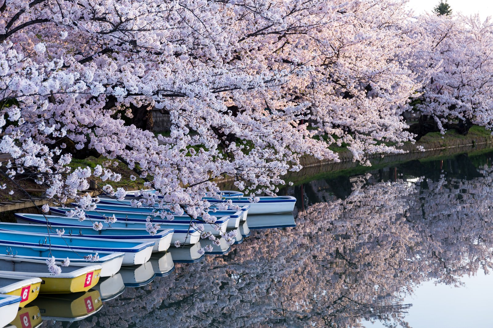 Spot melihat sakura di Jepang salah satunya di Taman Hirosaki, Prefektur Aomori.