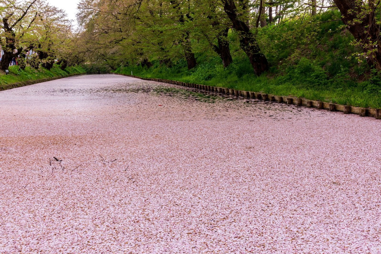 Kelopak sakura berjatuhan memenuhi Taman Hirosaki di Prefektur Aomori, Jepang.