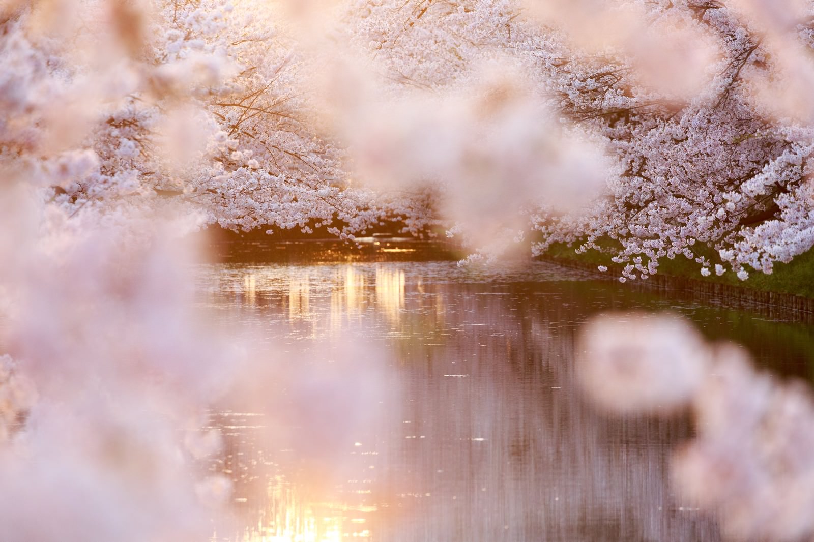 Spot hanami di Jepang, memungkinkan kamu melihat sakura di dekat kolam.