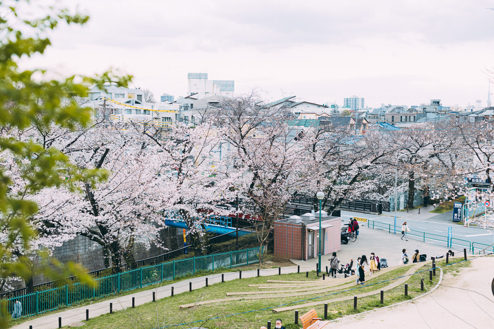 Bunga sakura mekar di Itabashi, Tokyo, Jepang.