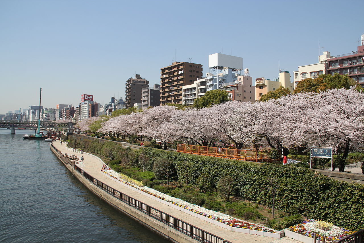 Bunga sakura mekar di Taman Sumida, Tokyo, Jepang.