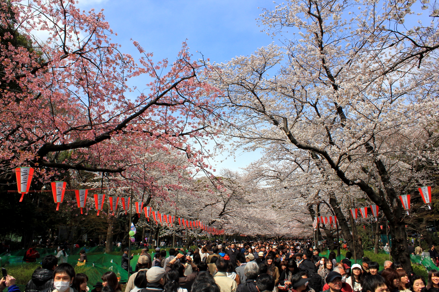 Hanami melihat bunga sakura di Taman Ueno, Tokyo, Jepang.