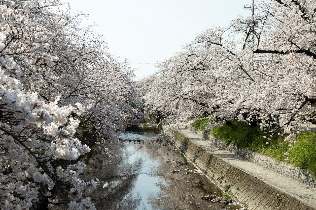 Pemandangan sakura di Sungai Gojo.