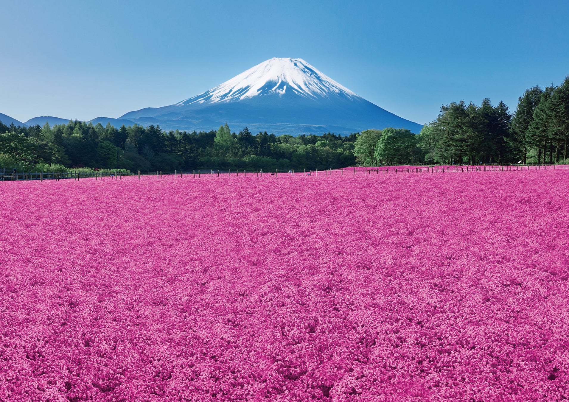 Fuji Shibazakura Festival 2025, hamparan sakura di kaki Gunung Fuji.