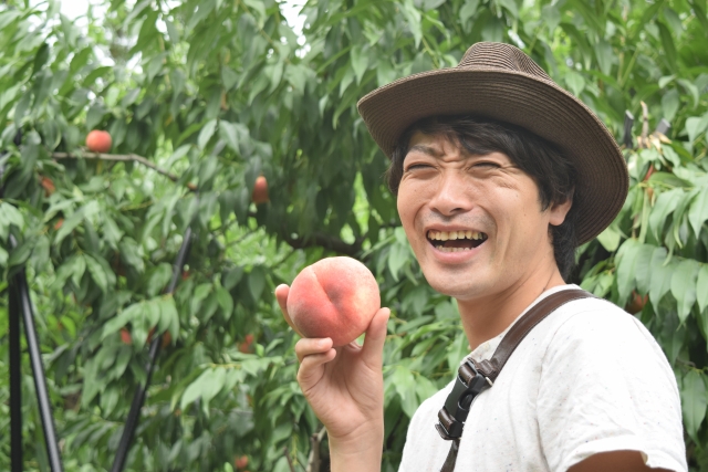 Seorang pria memakai kaus dan topi sedang memetik buah persik.