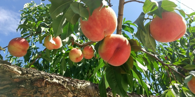 Buah persik manis dan juicy dari Prefektur Okayama, Jepang.