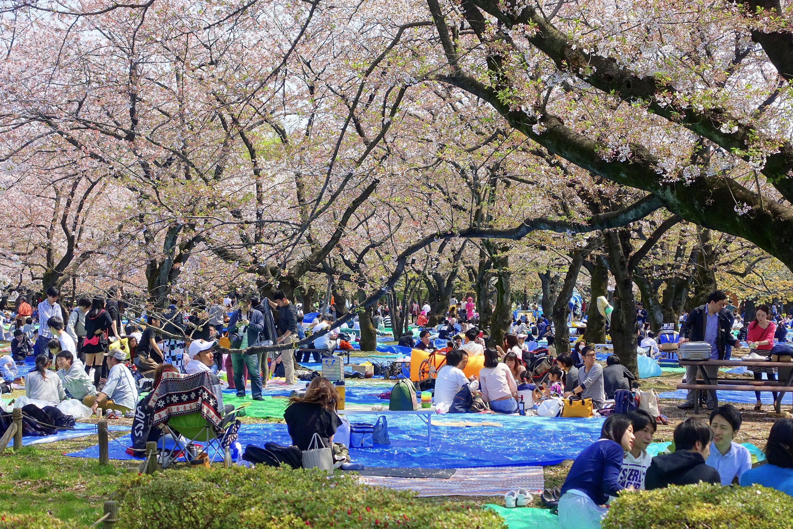 Hanami atau menikmati bunga sakura di Taman Yoyogi, Tokyo, Jepang. (Foto diambil pada 31 Maret 2018)