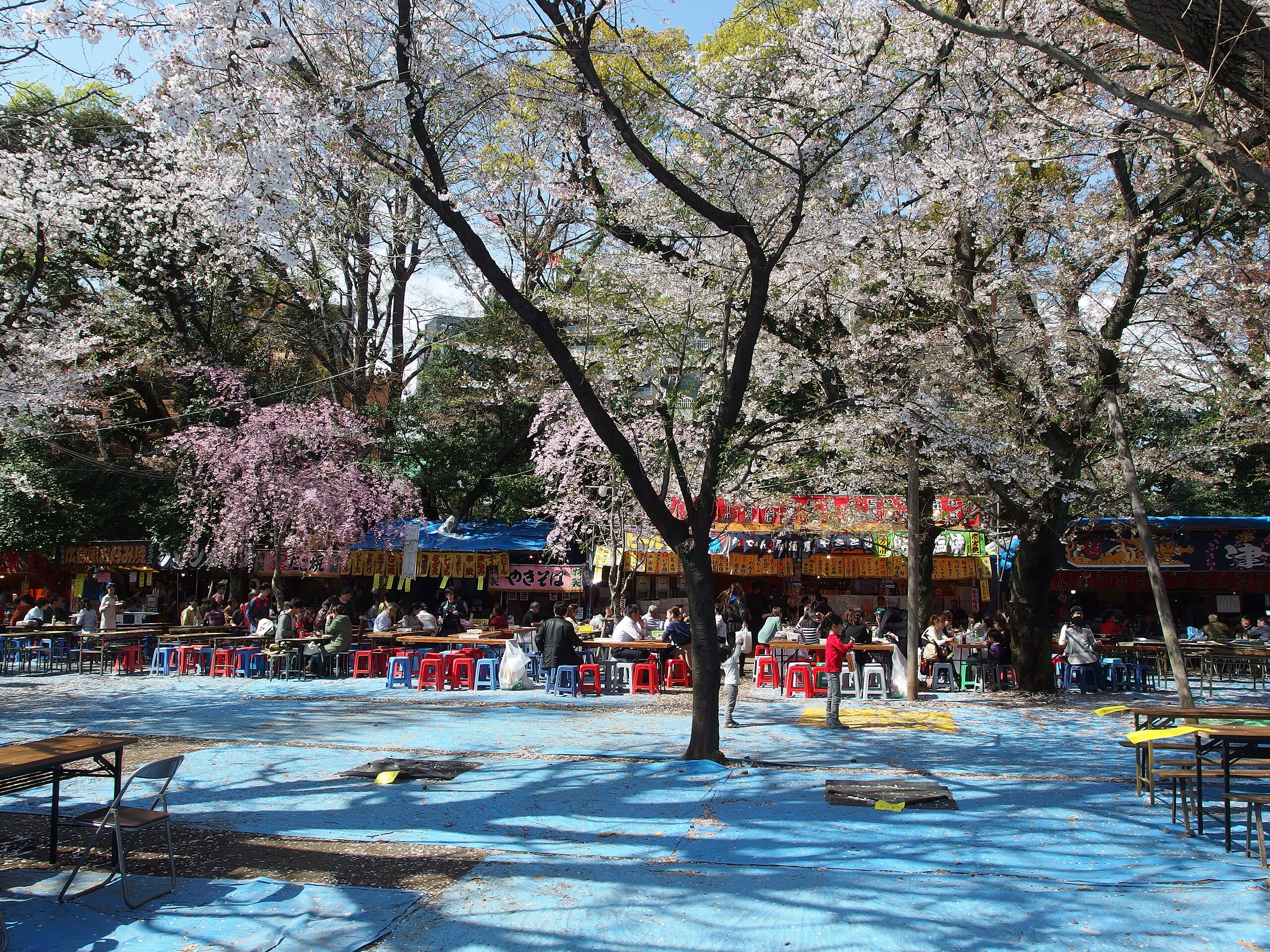 Hanami atau menikmati bunga sakura di taman Kuil Yasukuni, Tokyo, Jepang. (Foto diambil pada  4 April 2014)