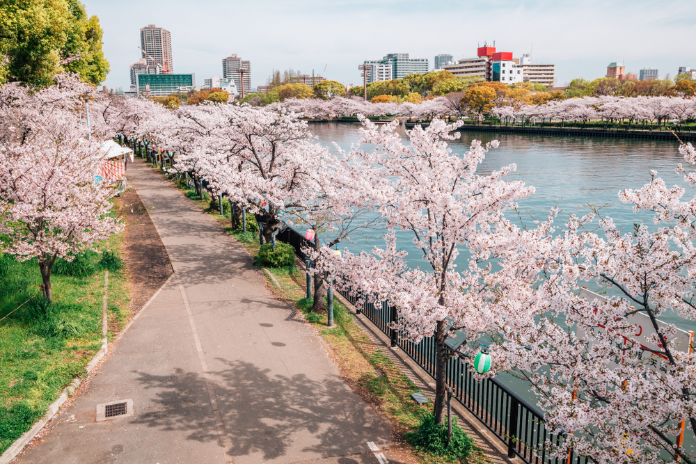 Taman Kema Sakuranomiya, tempat terbaik di Osaka untuk melihat sakura mekar.