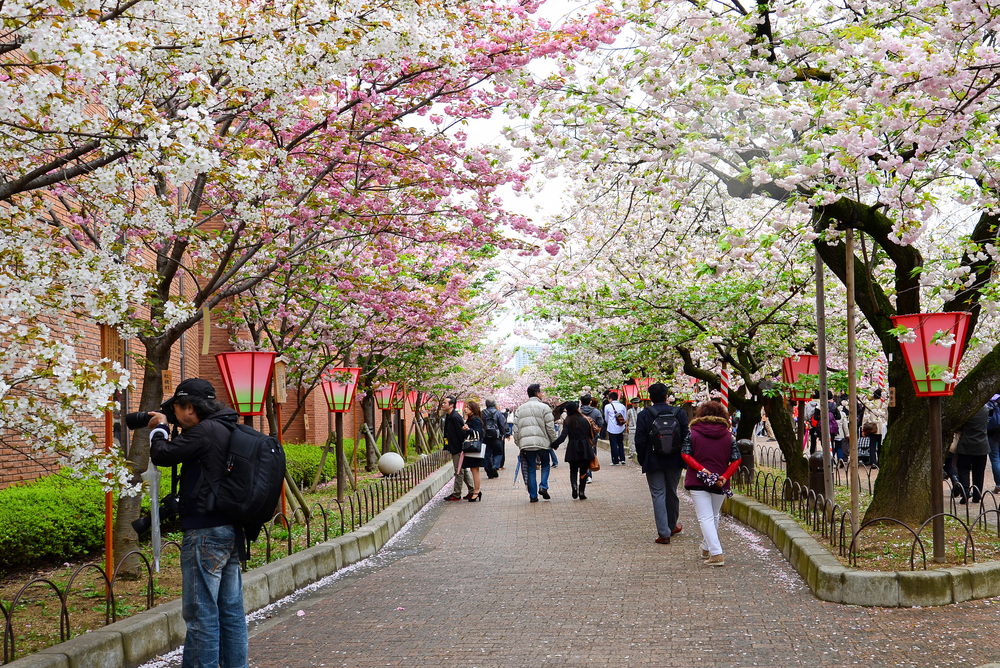 Gedung Japan Mint di Osaka, tempat terbaik untuk melihat sakura mekar.