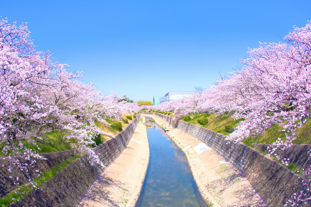 Sungai Yamazaki, tempat terbaik di Nagoya untuk melihat bunga sakura mekar.