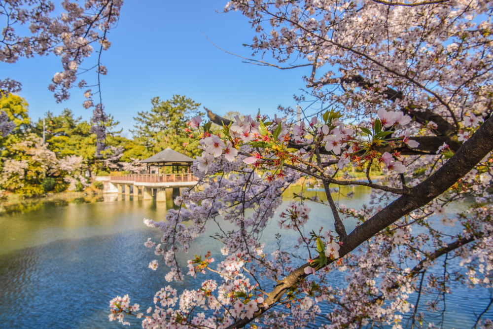 Taman Tsuruma, tempat terbaik di Nagoya untuk melihat bunga sakura mekar.