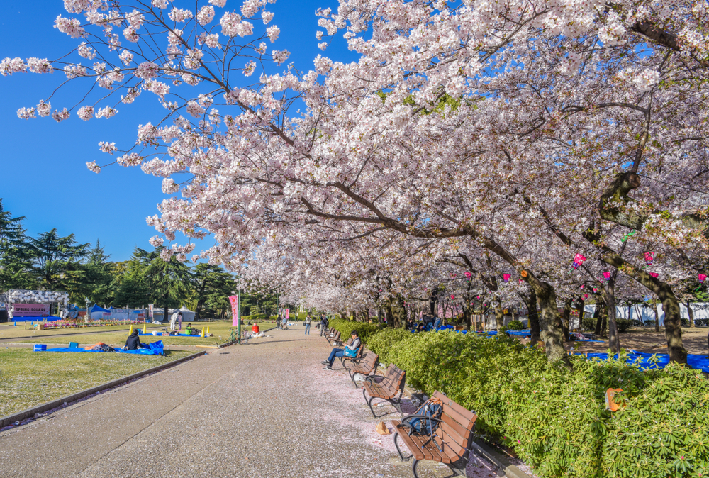 Taman Tsuruma, tempat terbaik di Nagoya untuk melihat bunga sakura mekar.