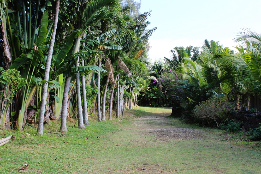 Kebun pohon pisang dan kelapa di Pulau Ishigaki, Okinawa, Jepang. Suasana di Okinawa mirip dengan Indonesia.