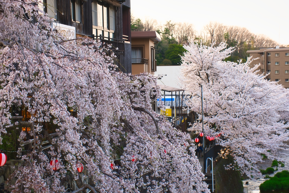 Arima Onsen, tempat terbaik untuk menikmati sakura di Kobe, Jepang.