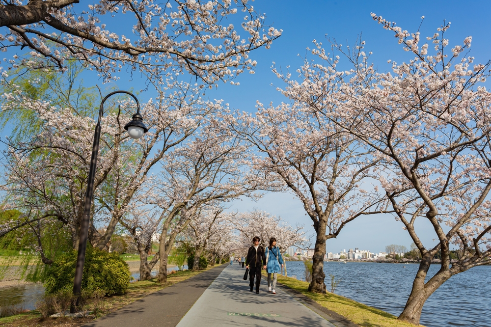 Danau Senba, spot hanami sakura di Mito, Ibaraki, Jepang.