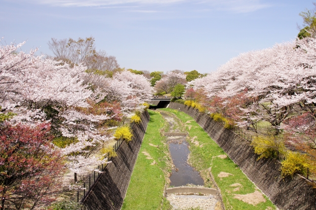 Bunga sakura mekar di area Kastil Hirosaki.
