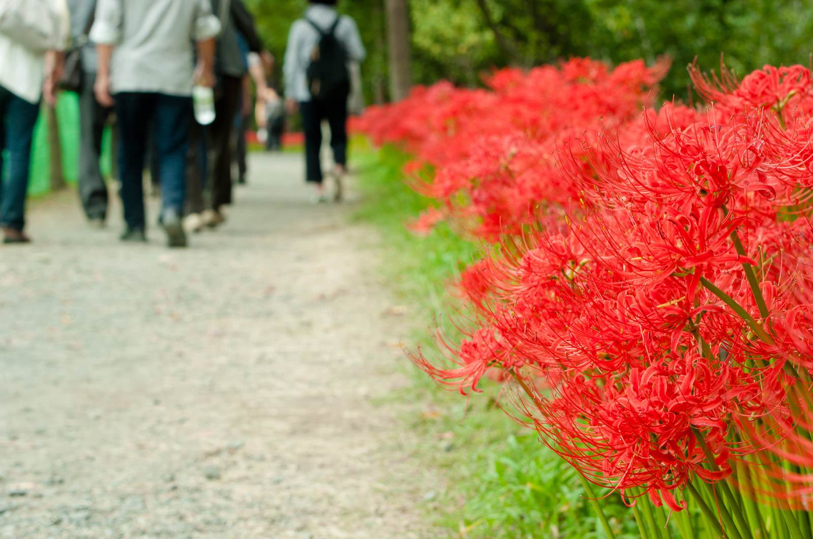 Bunga higanbana atau red spider lily beracun, biasanya tumbuh di kuburan dan identik dengan hal mistis.