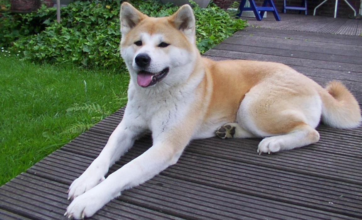 Akita inu, anjing asli Jepang.